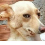 >Abiguinhos do Francisco<
