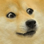 dogs doges