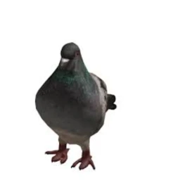 Birb. icon
