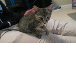 DUDE THE CAT FANGROUP