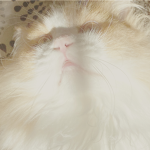 gizmo thi wise