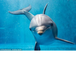 *~*Dolphin Squad*~* Hangout!