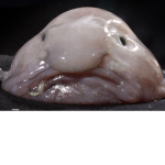 The Blobfish Alliance