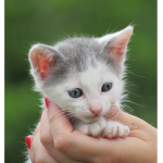 Kitty Squad123450