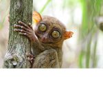 Tarsier united
