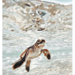 Daily turtles