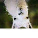 The ultimate llamas