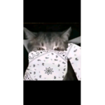 kittymommydaddy