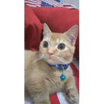 Kittens roblox