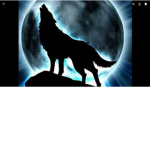 Midnight Wolves Fan Club