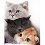 Cat man and game /stuipid Yt!!