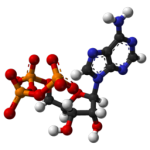 Adenosine Triphosphate Fangroup