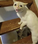 Twitty cat