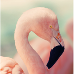 squishy flamingo GROUP