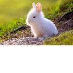 animal clube
