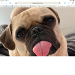Ragdolls and pugs cats and dogs
