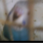 ≈|Official Ari|≈