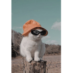 Kitty/dog