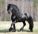ShinyElementalFriesians