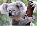 Nostalgic Koala
