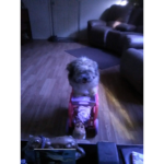 Cutestpuppy