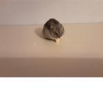 Las gatas hamsters