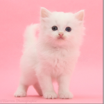 Pink gamer kitten