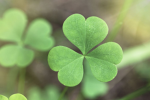 Lucky's CloversLife