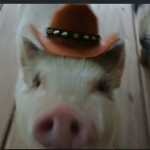 The cowboy pigs