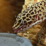 Gecko Guys
