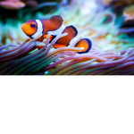 FISHY BOIS AND GIRLS