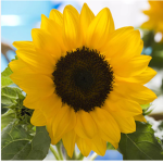 Suncuties