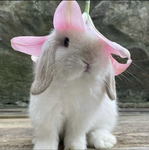 xqlbunny