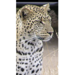 leopard fans and friends