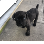 join if my dog is cute