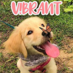 V!BRANT