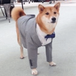 [DDRP] Dapper Doggo RP Community