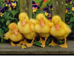 ..sponge duckies..