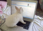 Hipster Bunnies