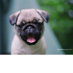 PUGS ARE THE BEST!!!