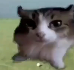 The Rogue cats
