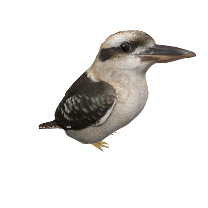 Kookaburra (shoulder)