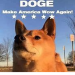 Doggo s amasing group
