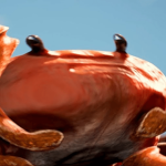 The Crabby Community