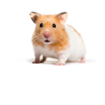 Hamster Empire Group