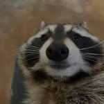 risky raccoon