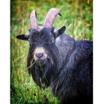 The Billy Goat Group