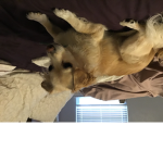 Doggy’s are cute