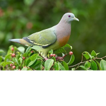 brod pigeon studios