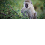 Monkey Clique